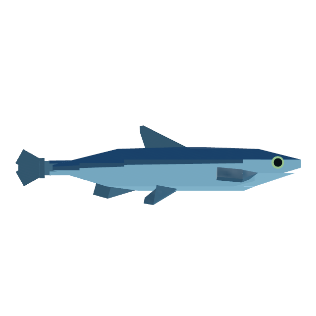 Anchovy